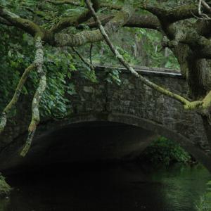 Down by the Salley Gardens
